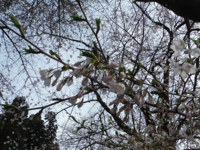 東川口農村公園?